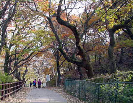 갑사 들머리 오리나무 길 